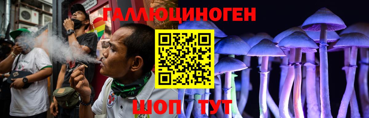 Галлюциногенные грибы Psilocybe Минусинск